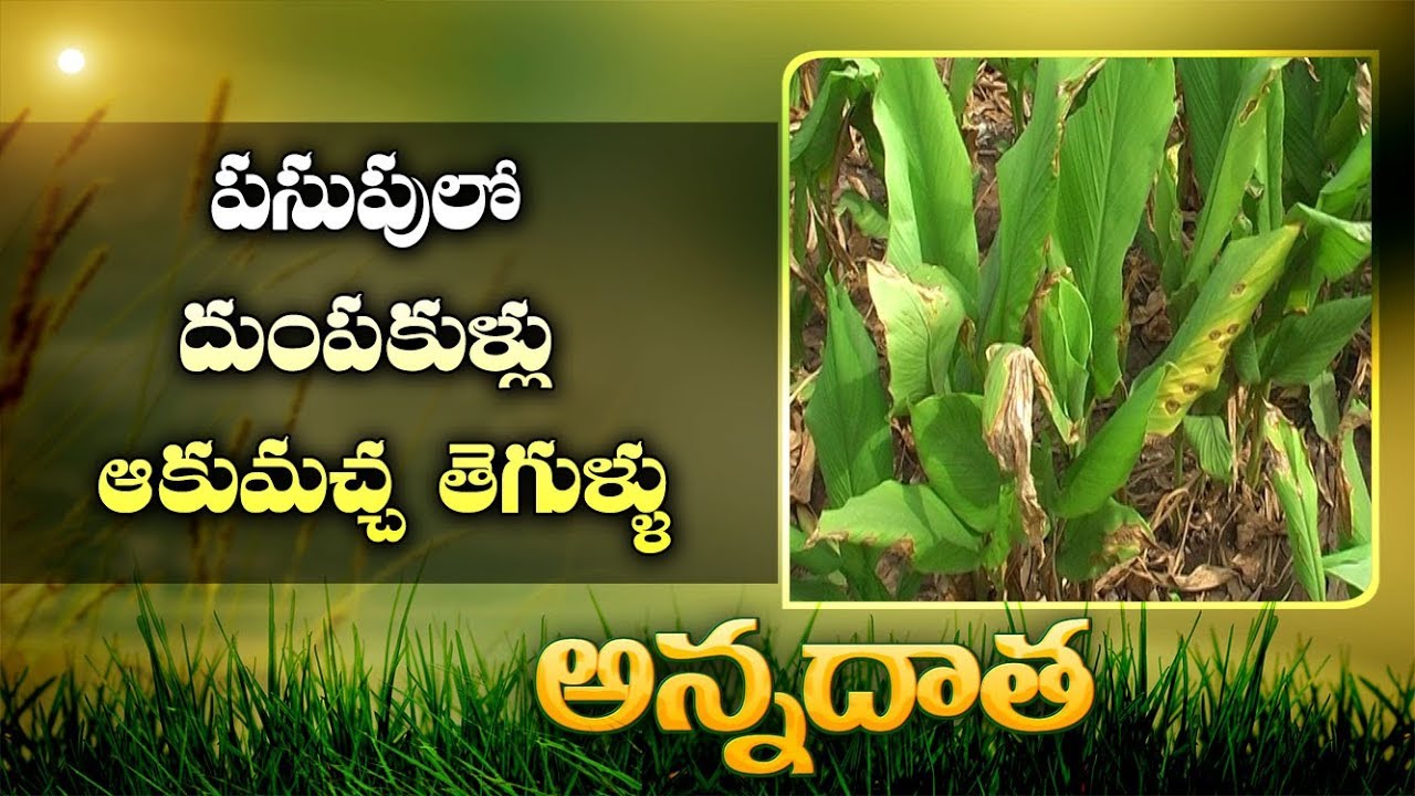 Rhizome Rot & Leaf Blotch | in Turmeric