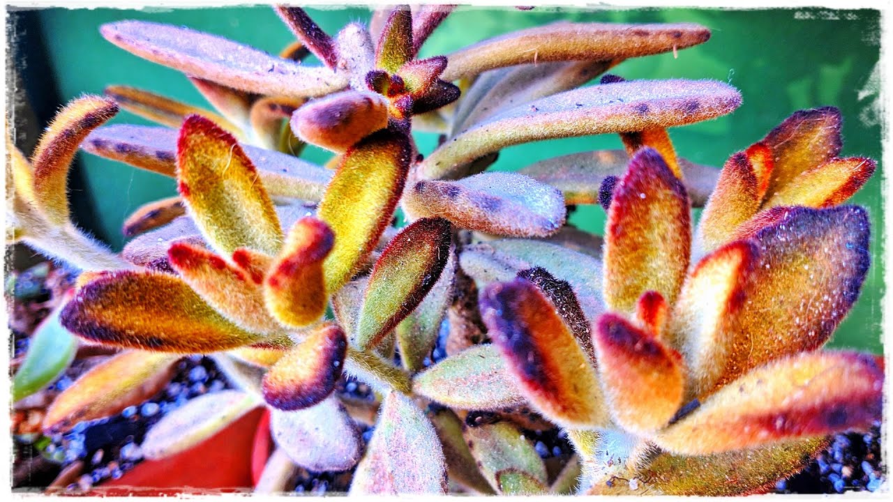 22 SUCULENTAS PELUDINHAS/PILOSAS RESISTENTES DE FÁCIL CULTIVO E QUE FICAM NO TEMPO SOL E CHUVA