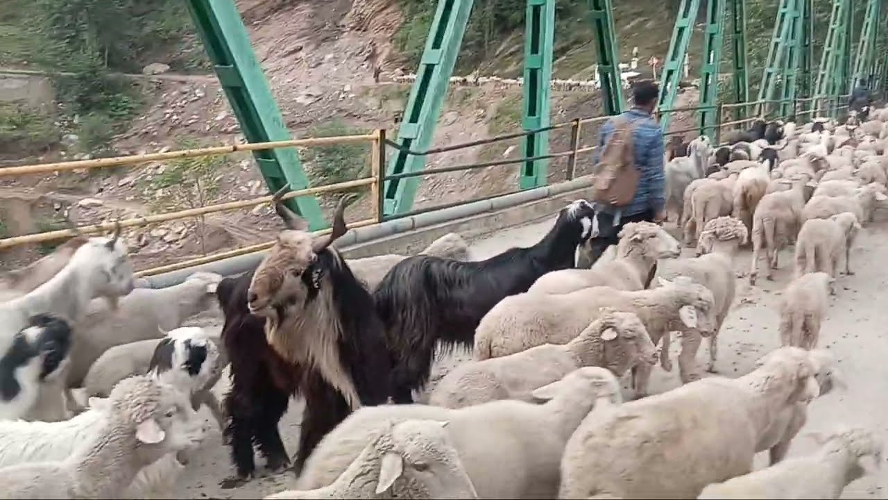 “Kashmiri Goat 🐐 Walking on Road | Cute Goat & Sheep Vlog 2025 | Village Life in Kashmir”
