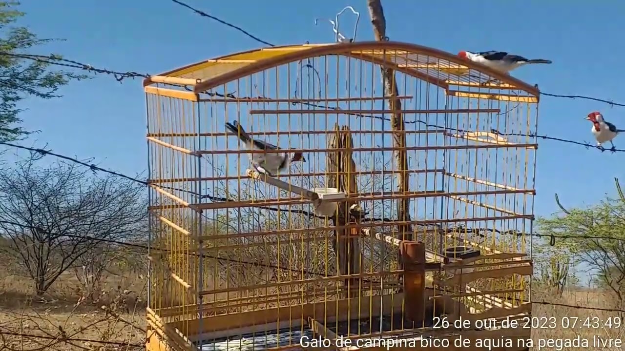 foqueando o galo de campina