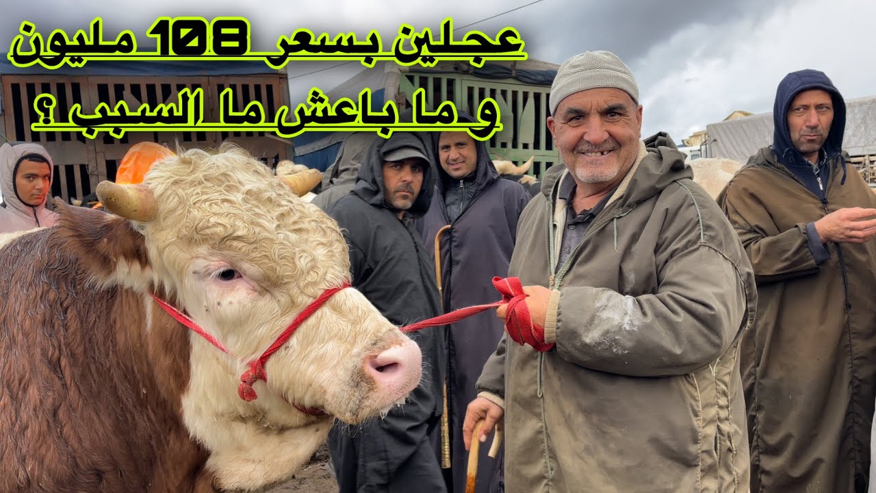 🔴 عاجل: إرتفاع أسعار الأبقار اليوم من سوق البويرة في ظل العملية الإحصائية الرقمية لوزارة الفلاحة