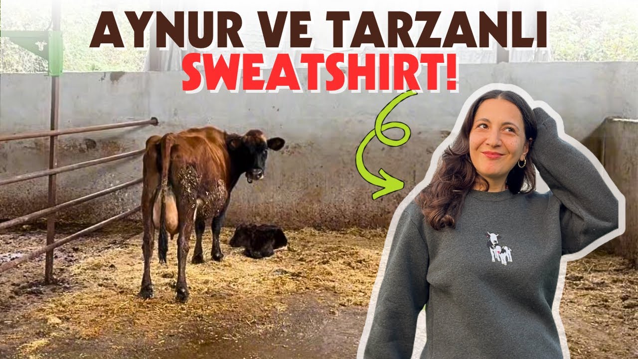 İLK JERSEY-ANGUS MELEZİMİZ DOĞDU!