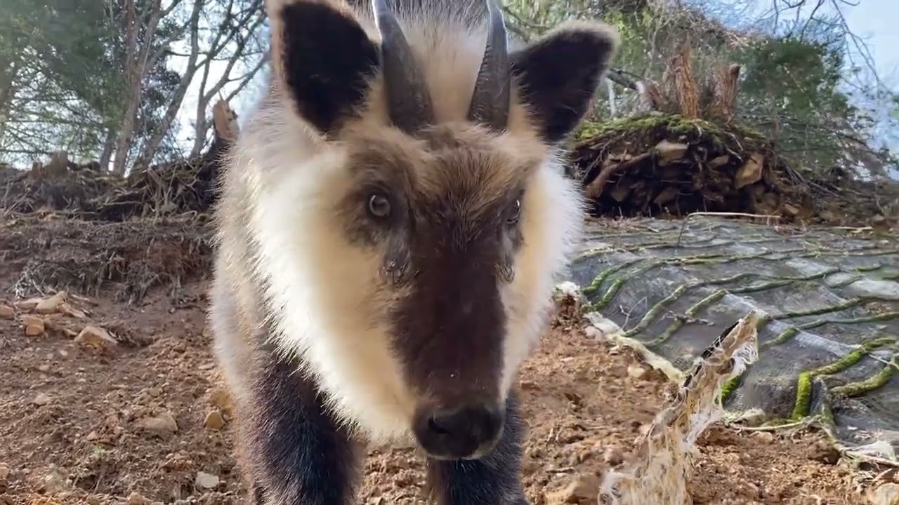 2023_4_23 カモシカとお話 （おっさんがしゃべるマニアックなビデオ）(笑)