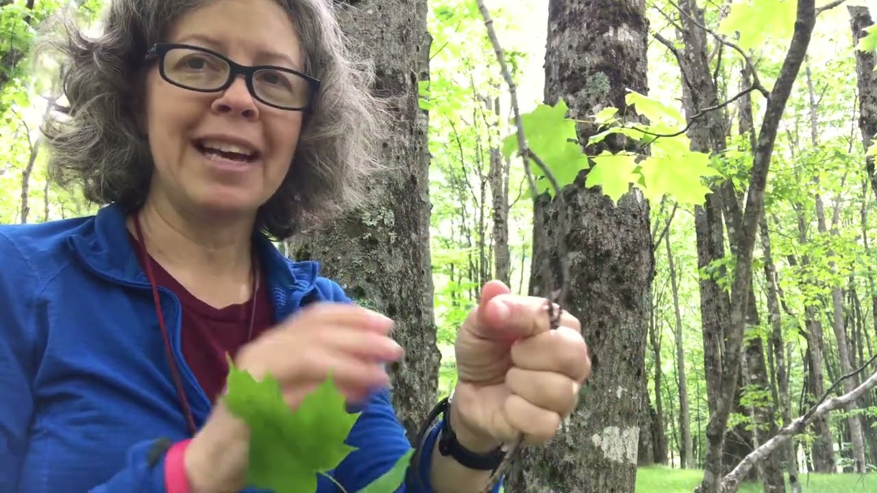 Acer saccharum (sugar maple)