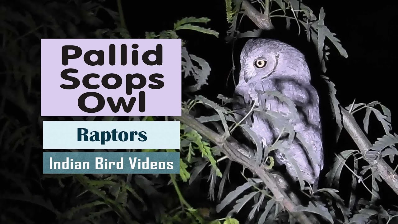 The Pallid Scops Owl (Otus brucei) hunting during night in Great Rann of Kutch.