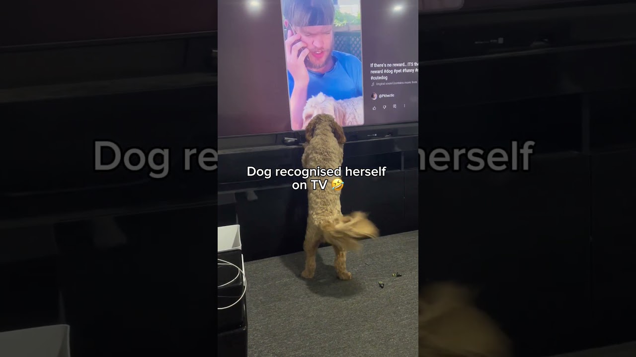 Милая собачка увидела себя по телевизору 😭 