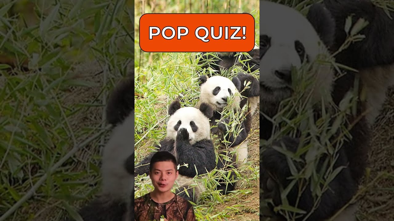 Giant Pandas found ONLY in China? You Tell Me. Giant Panda 