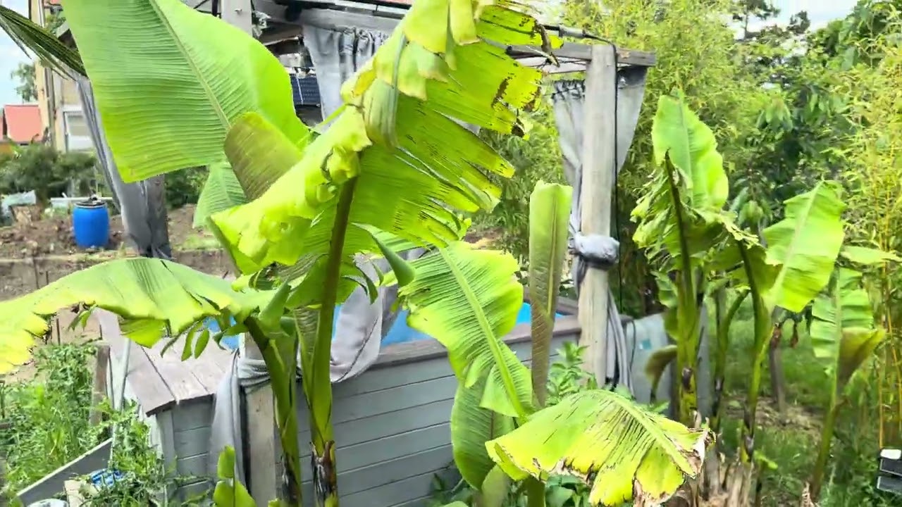 Update zu den Bananenstauden