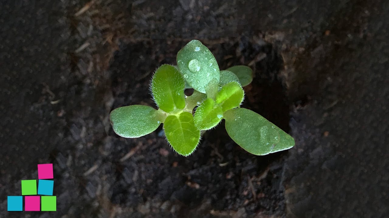 Plants growing for kids | Augalai auga vaikams