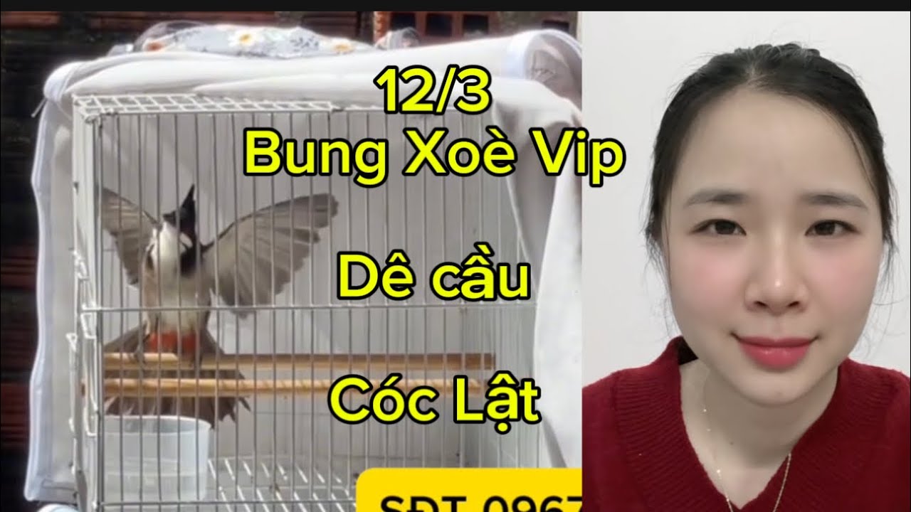 12/3 Mào cui, Bung Xoè, Lật như máy khâu mời anh em 💥💥