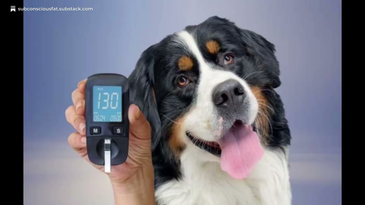 Why Dogs Are Now Getting Diabetes Shots