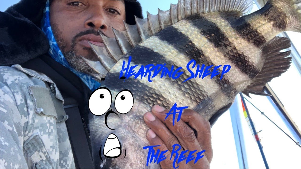 Fishing For Sheephead At The DUA Reef In Savannah Georgia 2-10-22
