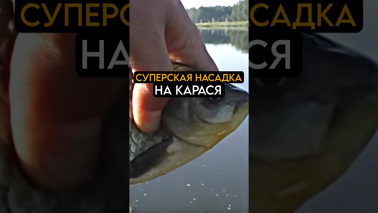 10 кг карася за 5 минут #рыбалка #карась #fishing