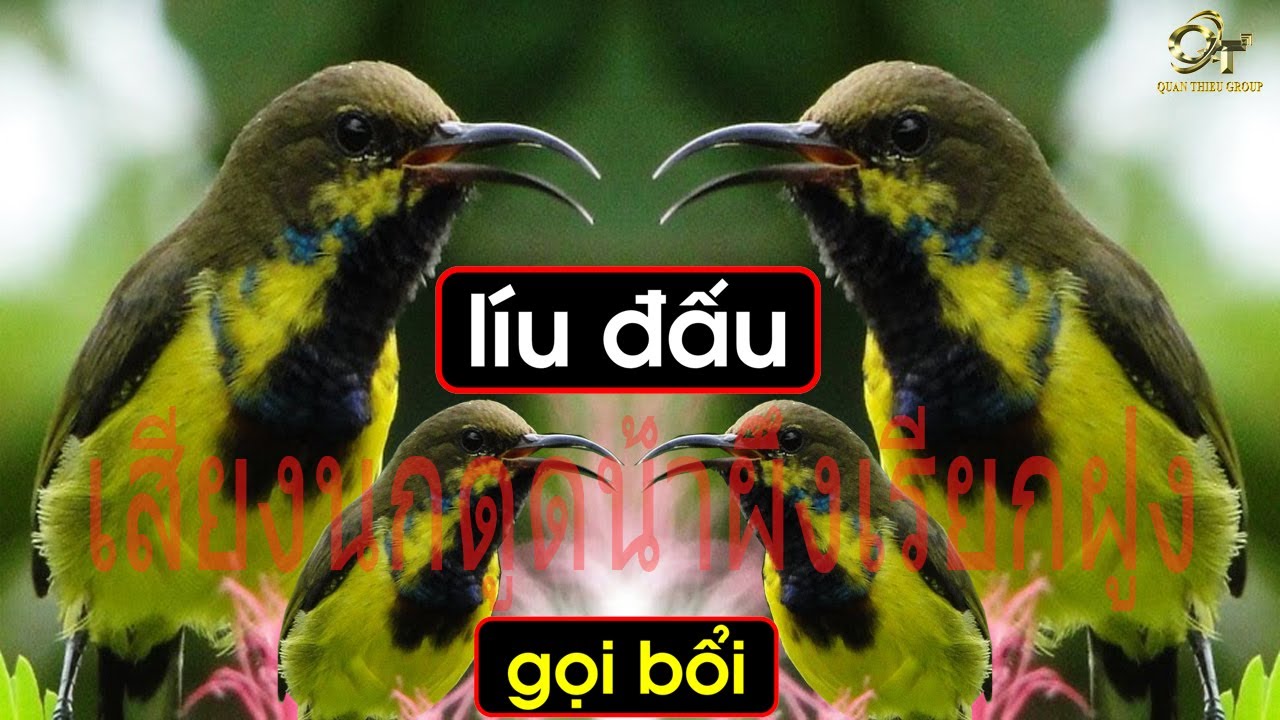 Tiếng chim hút mật 5 màu líu đấu gọi bầy p10/เสียงนกดูดน้ำผึ้งเรียกฝูง p10