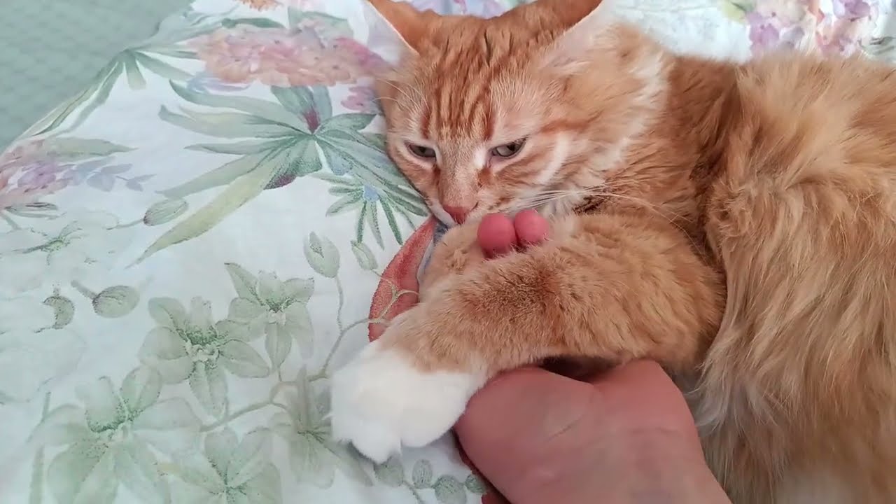 Кузяша, мой любимый лекарь, сокровище абрикосовое🤗