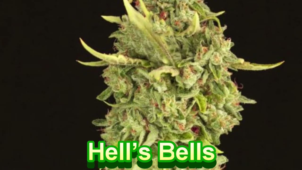 Devils Harvest Seeds - Cannabis Strain series #33 - STRAIN TV