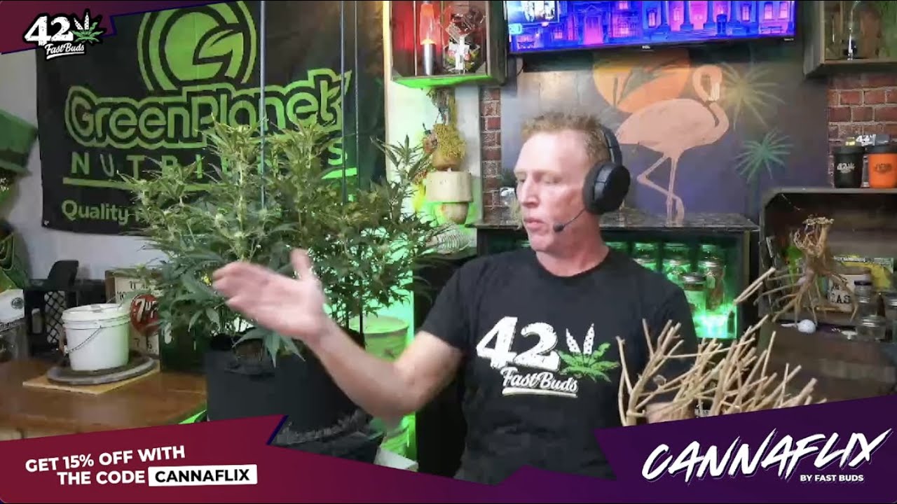 Unique growing cannabis style | Canamatoes