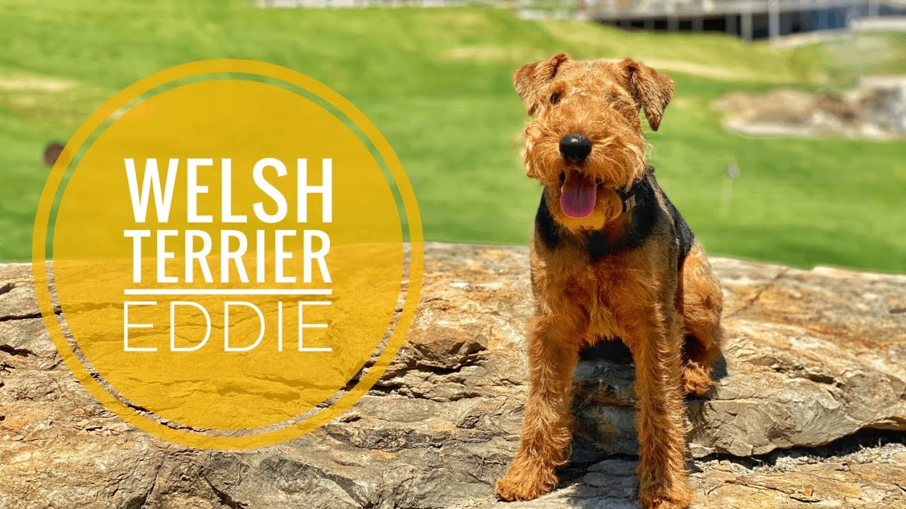 Eddie the WelshTerrier