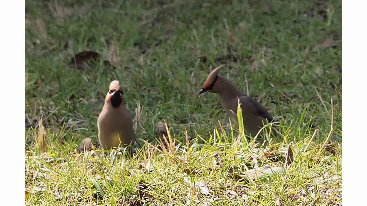 野鳥図鑑　レンジャク