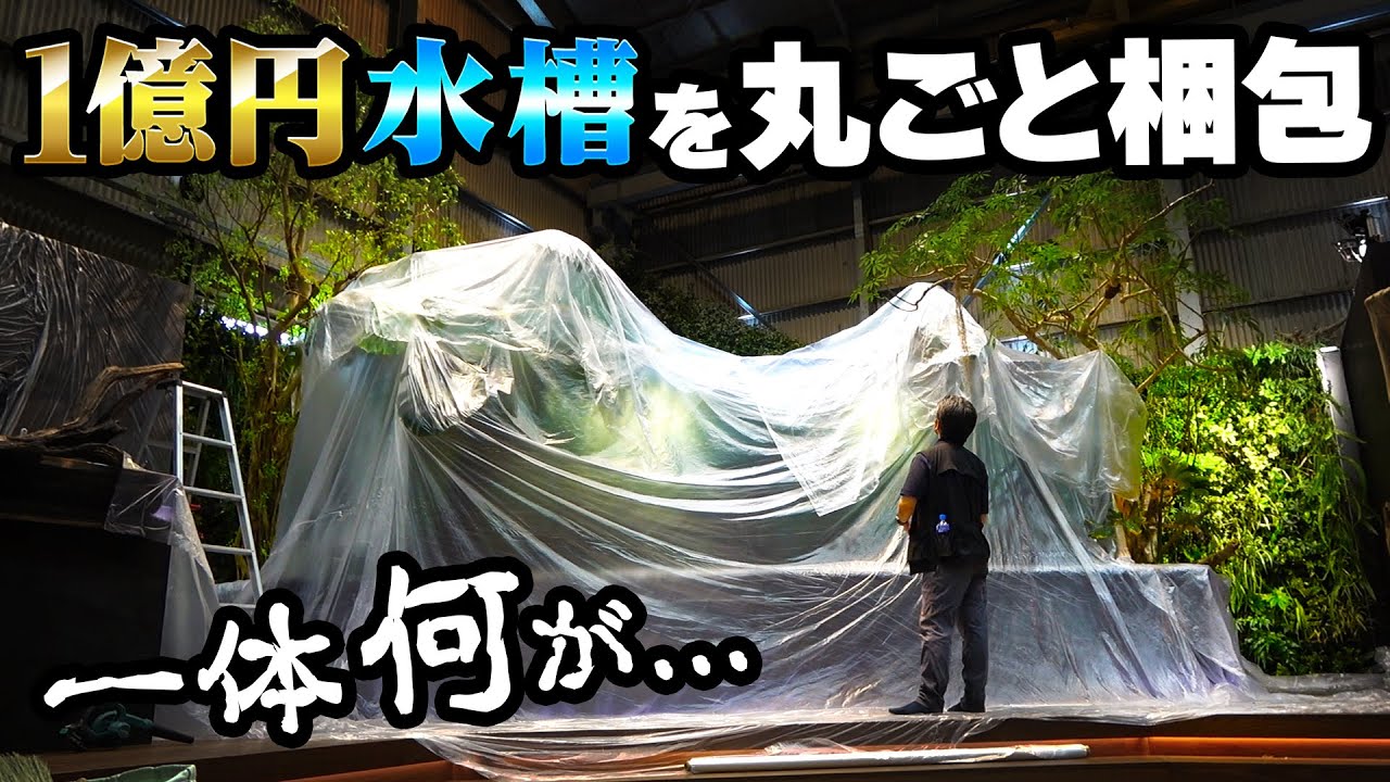 【1億円水槽】5mの巨大水槽を丸ごと梱包！？規格外の植物メンテナンスが凄い！