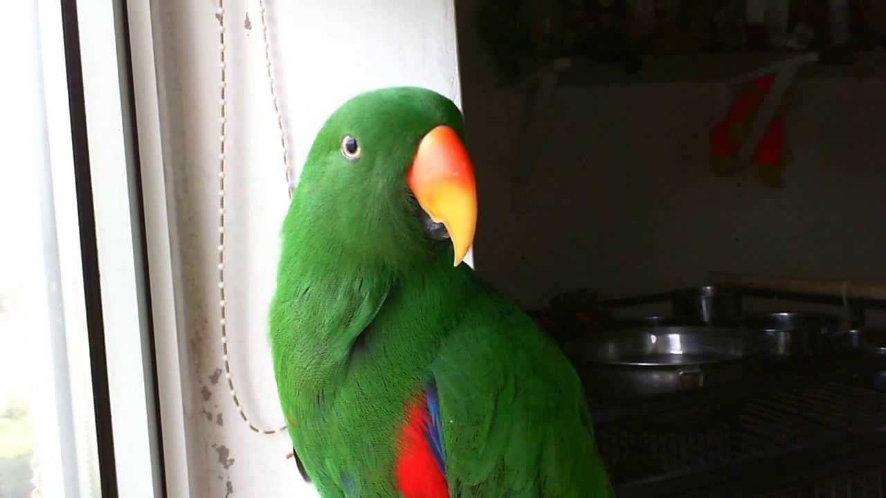 Eclectus parrot bob's talkathon