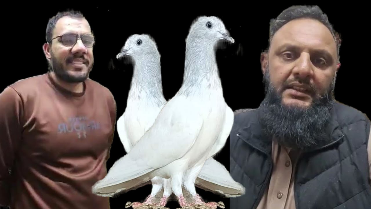 Kabootar Ki Selection Ustad Haji Imran Bakkar Mandi..