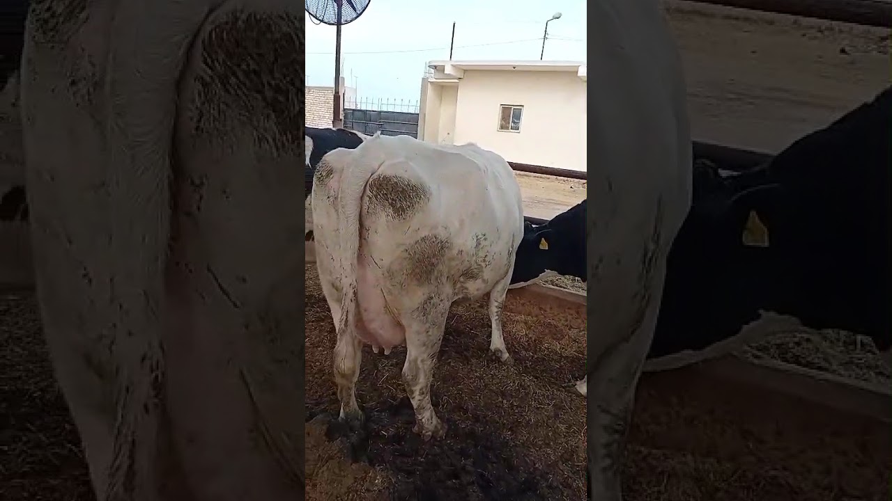 ١ فبراير ٢٠٢٦