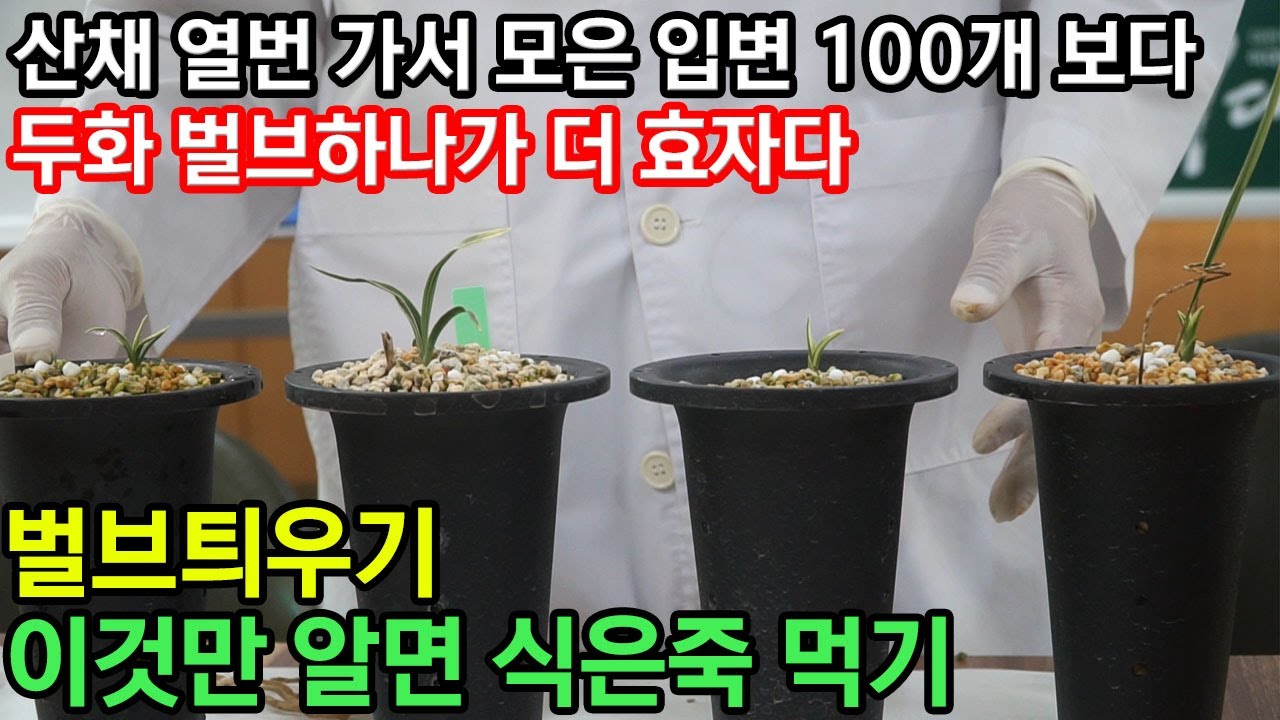 226편 벌브 틔우기가 잘 안 된다면 99% 이것 때문  [orchid, 춘란, 풍란, 약초,명장, 다육, 난초,주식,재테크 청년 창업,귀농, 실버]