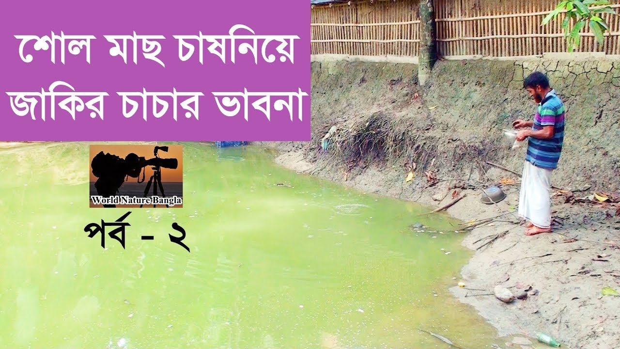 শোল মাছ চাষনিয়ে জাকির চাচার ভাবনা পর্ব - ২