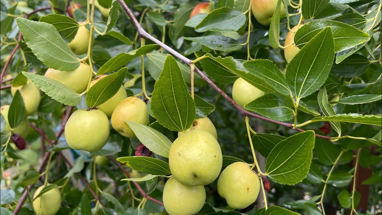 Хинапът в градината през месец Септември