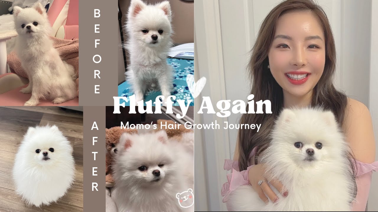 How I helped my dog grow his hair back