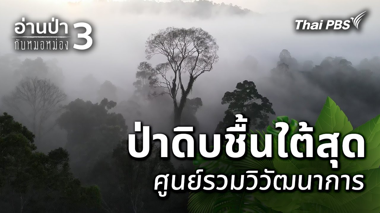 ป่าดิบชื้นใต้สุด ศูนย์รวมวิวัฒนาการ | อ่านป่ากับหมอหม่อง
