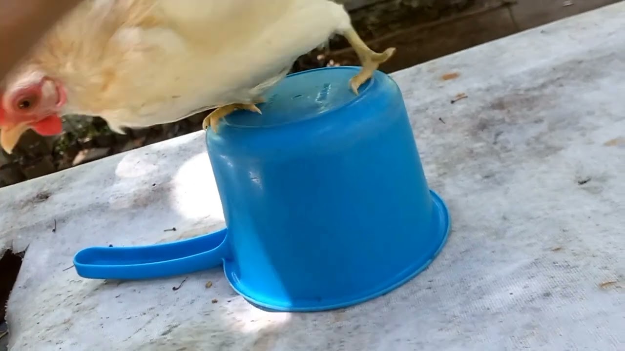 Serama Chicken Breeding Tips