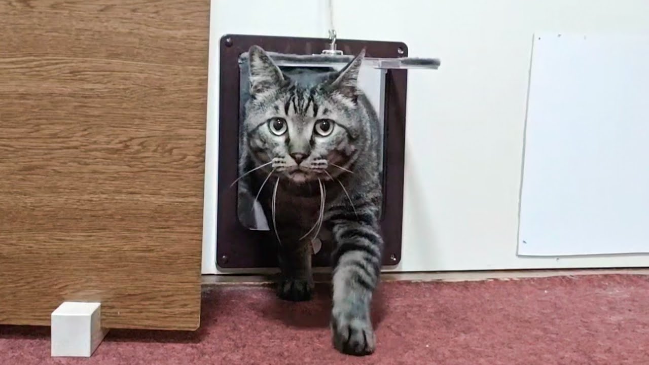 【猫旅館】朝5時から9時まで部屋に起こしに来る猫たちを撮ってみました