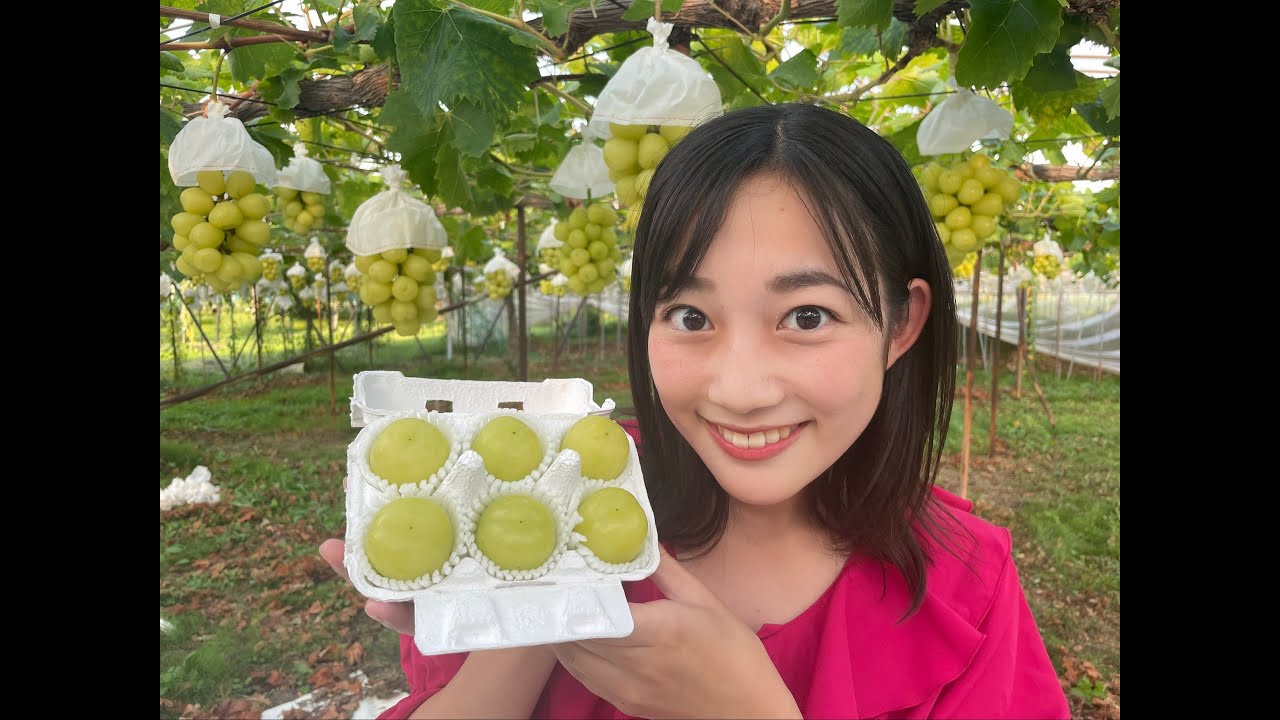 【巨大な秋の味覚!?】ブドウひと粒がタマゴ1個分！　収穫がピーク《新潟》