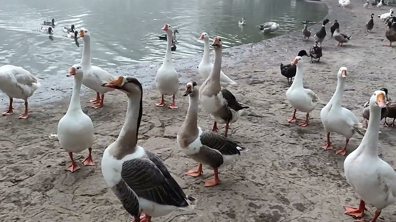 In batakho.ko koun control kar raha hai dekho.ye kaha jaa rhi hai 😯😅🤣