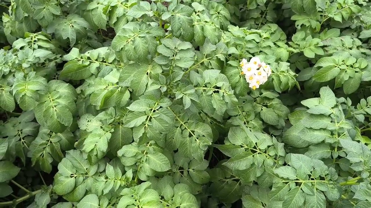 أفضل برنامج تسميد لأعلى إنتاجية في محصول البطاطس