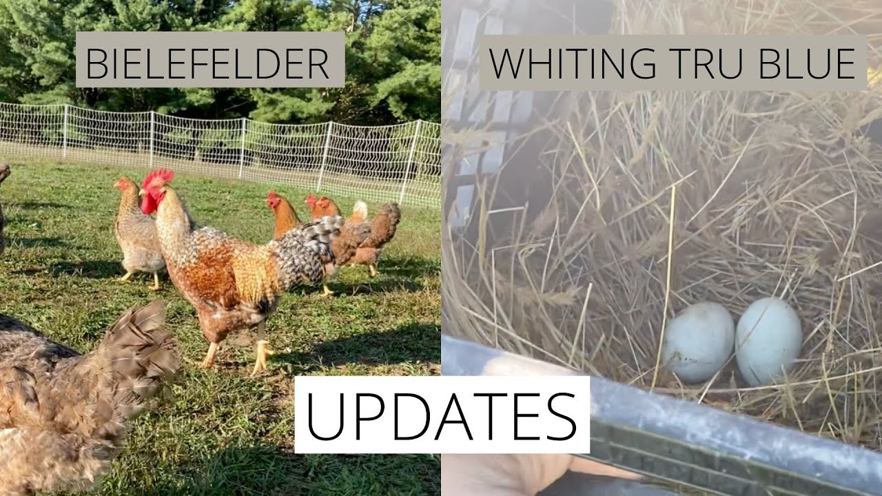 How are the Bielefelders doing?