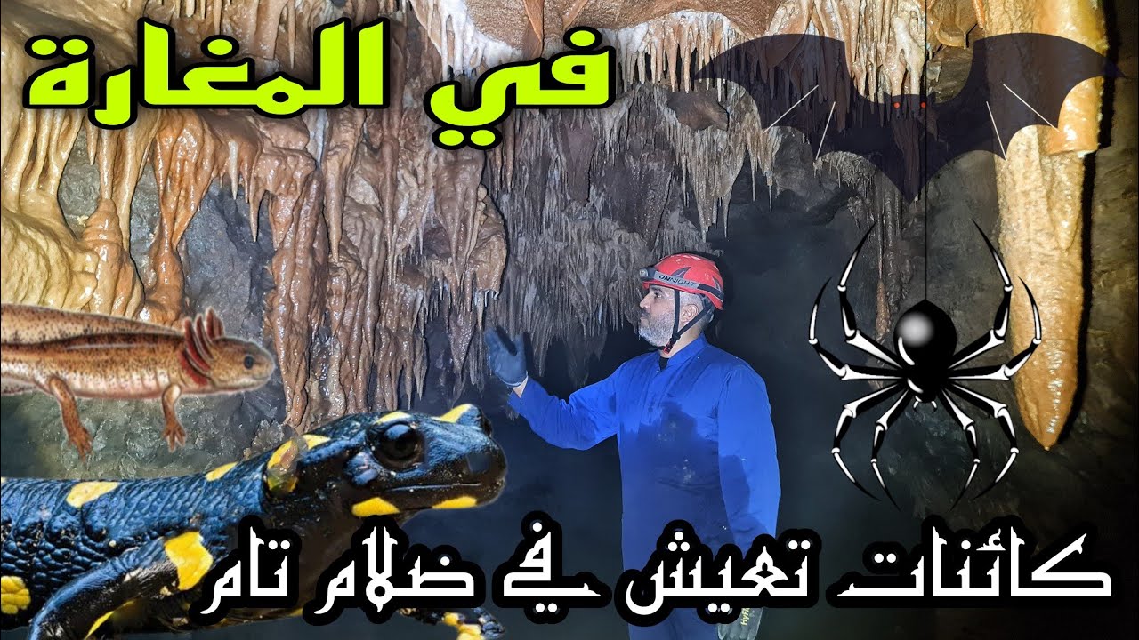 البرية المغربية  مخلوقات تعيش داخل المغارة في ضلام تام