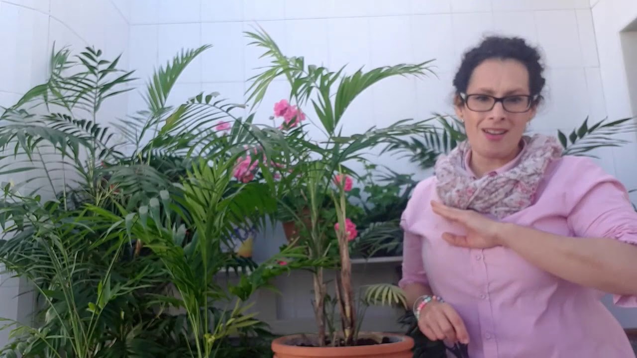 Chamaedorea elegans - palmeras de salón: cuidados, características y trasplante · lasplantasdeteresa