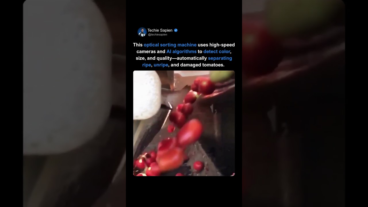 Maszyna do sortowania pomidor&oacute;w AI wykorzystuje kamery i sztuczną inteligencję do wybierania idealnych pomidor&oacute;w 🍅🤖