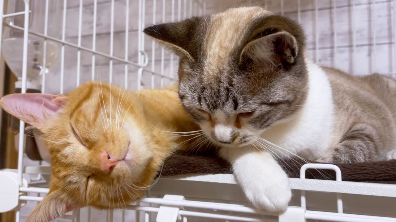 柴犬の帰りを首を長くして待つ子供猫♥