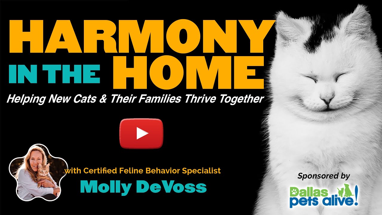Harmony in the Home: Cat Introductions and Beyond