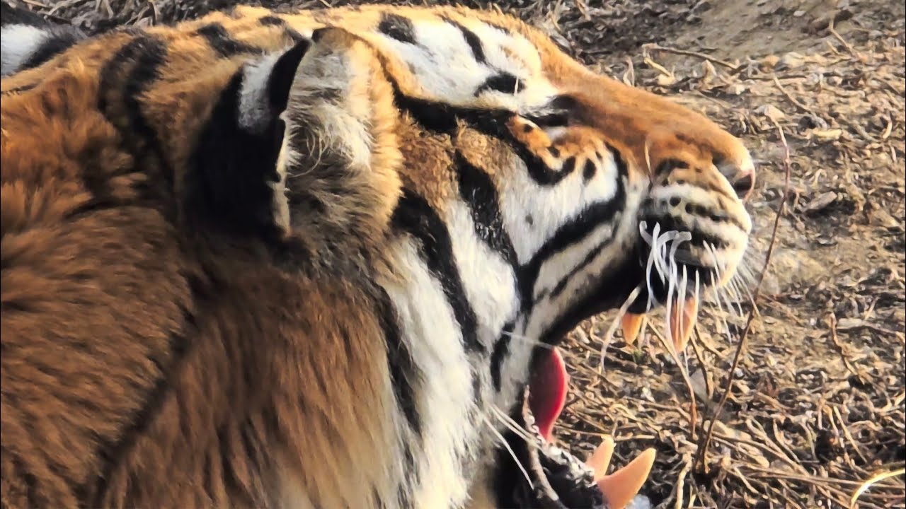 화천군 동촌리 호랑이가 화전민을 덮쳐🐅안동 와룡산 호랑이 사례🐆강원도 태백산 호랑이 사례