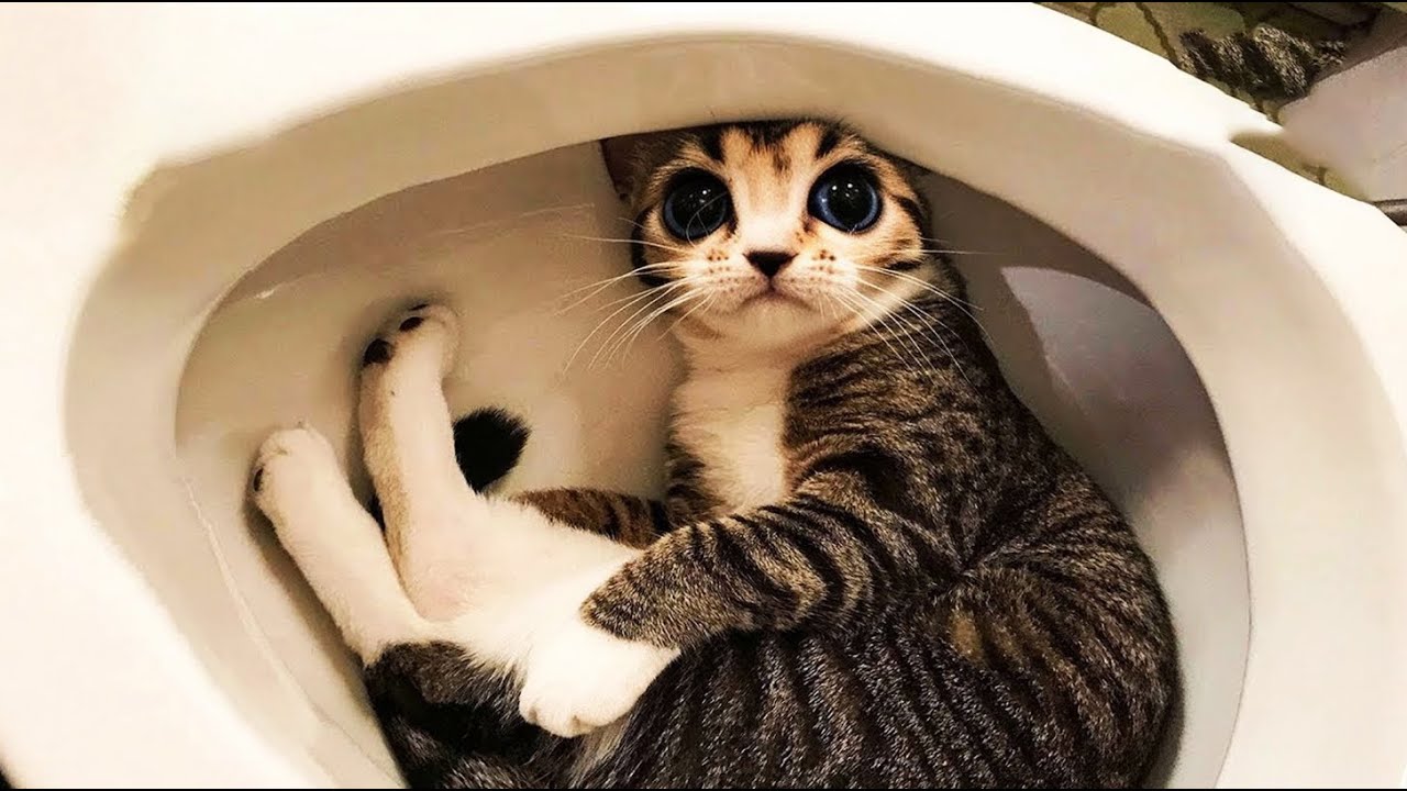You Laugh You Lose 🐶🐱 Funniest Cats and Dogs That Will Make You Laugh Uncontrollably 😅😂 PART 12