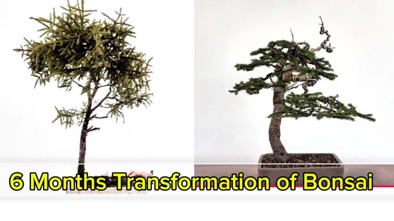Transformation of a bonsai tree from Jan to July 2025