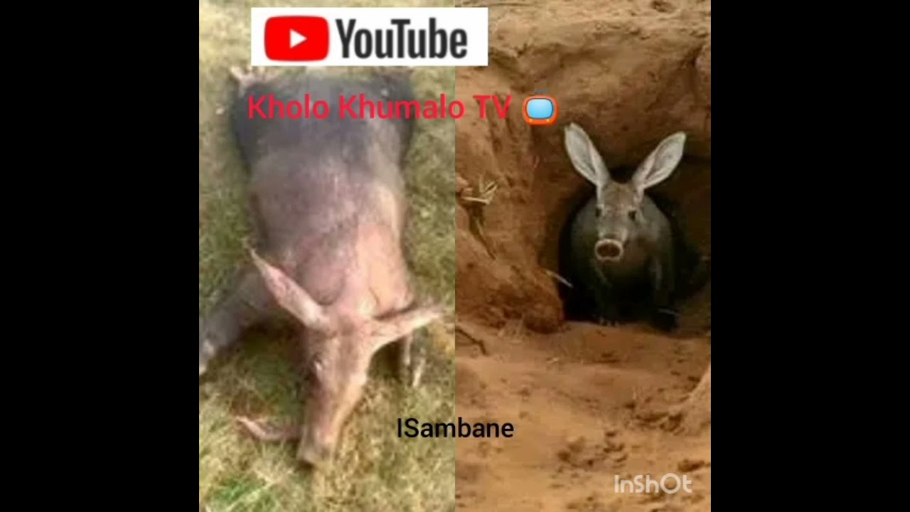 ISambane. By Kholo Khumalo TV 📺