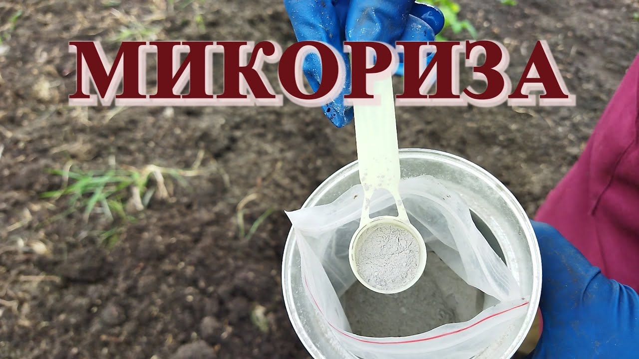 Микориза. Начинаем эксперимент на малине и ежевике в пригороде Воронежа.