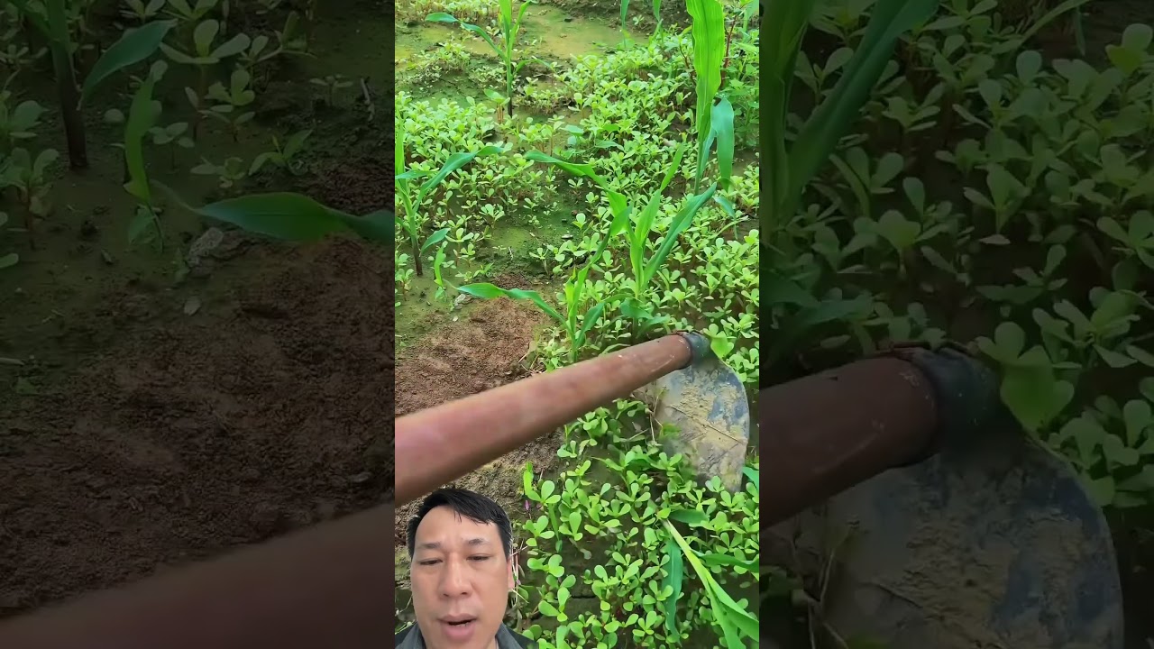 From Corn Seeds to a Healthy Cornfield! 🌽🌱 #farming #agriculture #satisfying #shorts