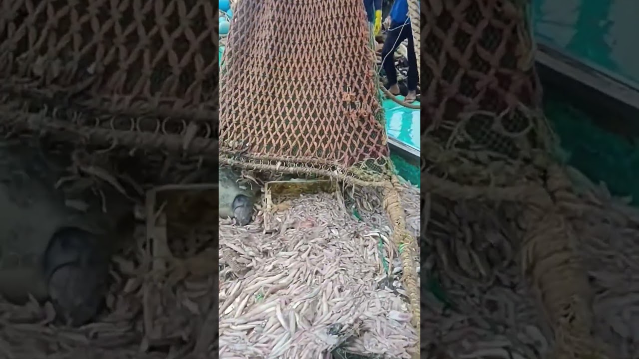 Approximately 40% of fish caught globally is bycatch. #oceans #fish #fishing